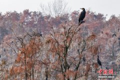 南京池杉湖“林、水、鸟” 织就生态名片