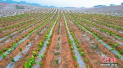 （乡村行·看振兴）广西乡村“长短结合”解锁林地增收密码